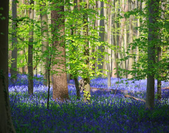 Der Blaue Wald von Hallerbos