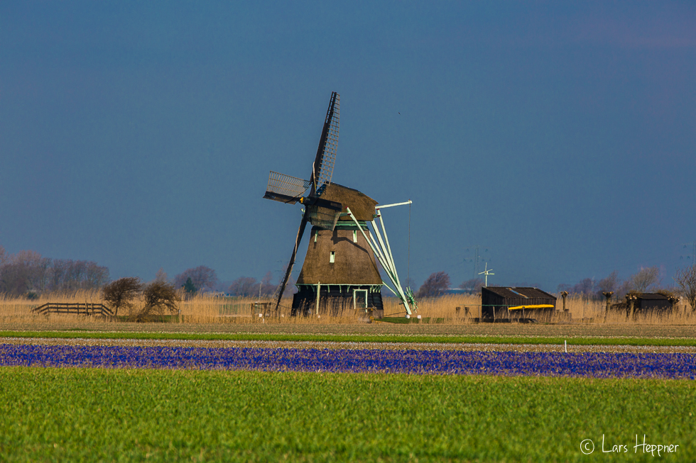 Blumenfeld in Holland