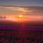 Sonnenaufgang im Nebel bei der Fotoreise "Die Tulpenblüten Hollands" fotografieren.