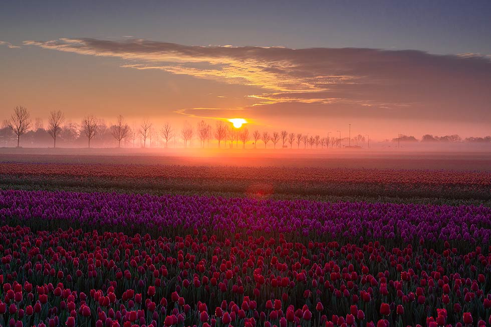 Sonnenaufgang im Nebel beim Fotoworkshop Tulpen fotografieren in Holland 2023 Sonnenaufgang im Nebel beim Fotoworkshop Tulpen fotografieren in Holland 2023