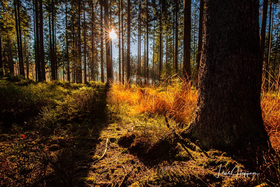 Indian_Summer_Fototour_Nationalpark_Eifel Indian Summer Fototour Nationalpark Eifel