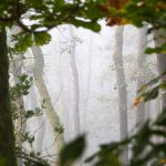 Lars Heppner Fotografie 6 Nebel fotografieren im Wald2