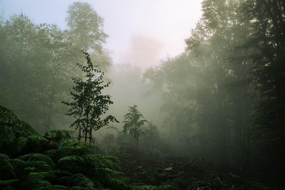 Nebel fotografieren im Wald3