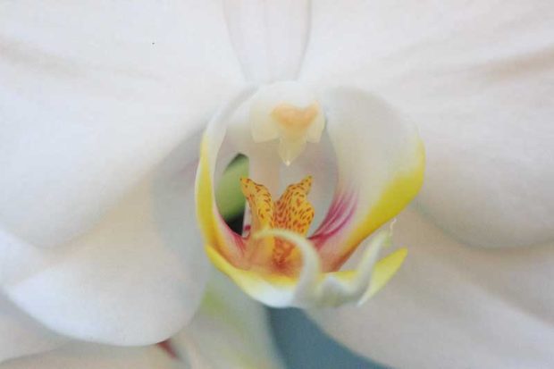 1:1 Abbildung: Eine Orchideenblüte mit der Nisi Nahlinse und 200mm fotografiert
