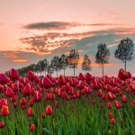 Sonnenuntergang ab einem Tulpenfeld in Holland