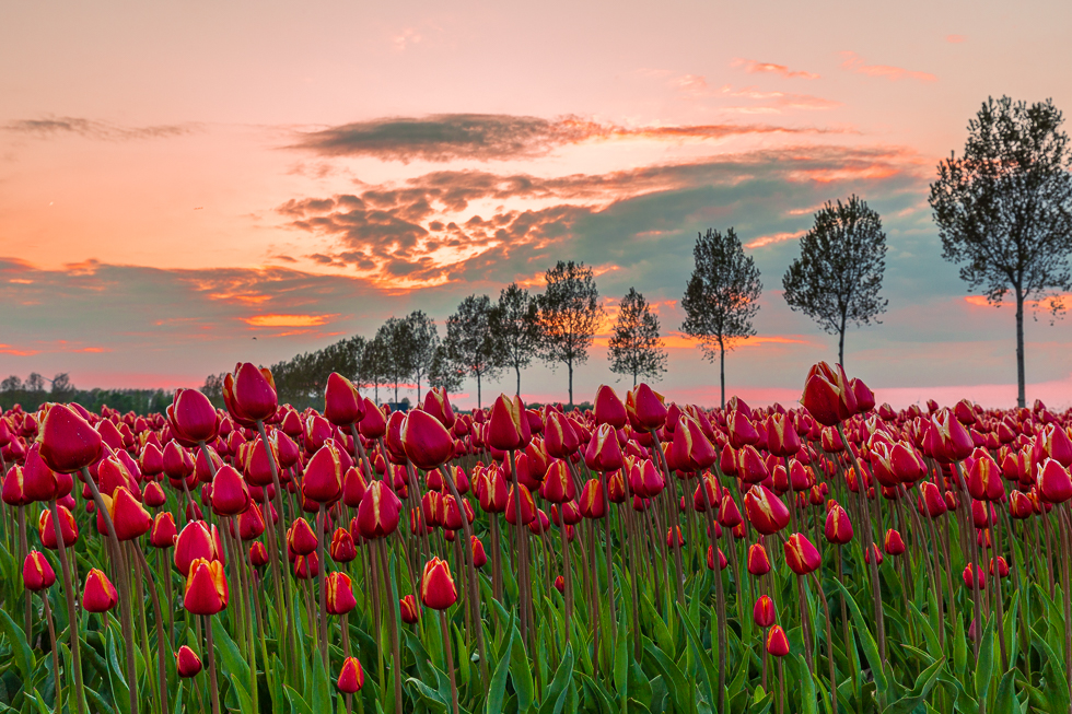 Sonnenuntergang ab einem Tulpenfeld in Holland Sonnenuntergang ab einem Tulpenfeld in Holland