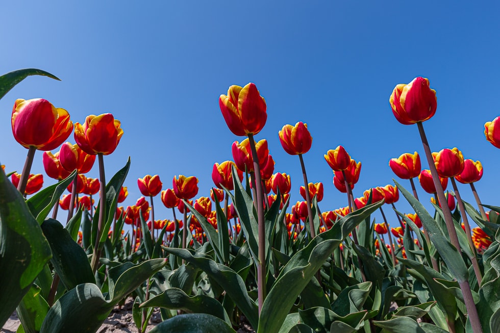 Tulpenfeld_Holland_von_unten Tulpenfelder von unten mit einem Weitwinkel fotografiert, sorgen für einen spannenden Blickwinkel.